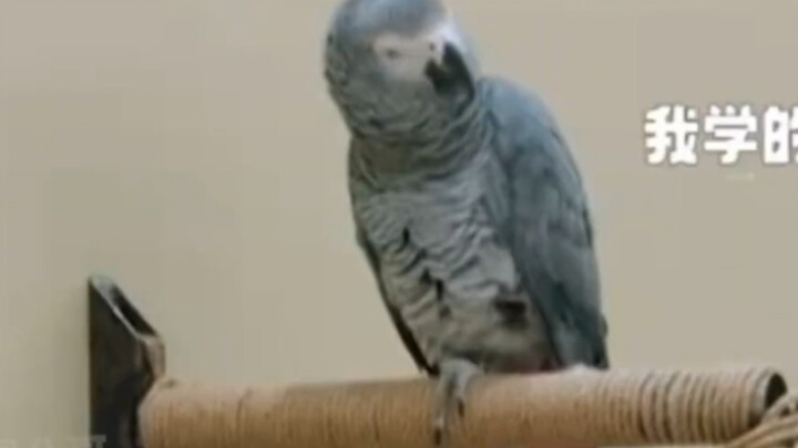 Con vẹt của Đào Hoa W hóa ra lại thay chủ đi theo đuổi thần tượng Vương Hạc Đệ! Haha, làm tui sốc hế