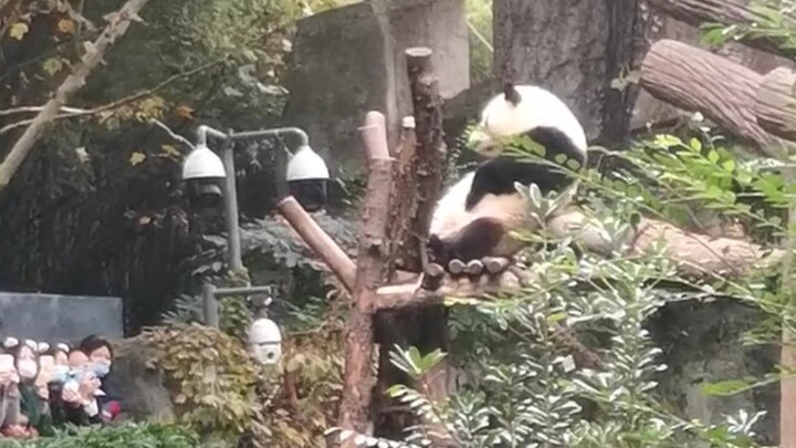 【Panda Raksasa Hua Hua】Melihat suasana langsung dari sudut pandang Hua Hua, antusiasme penonton bena