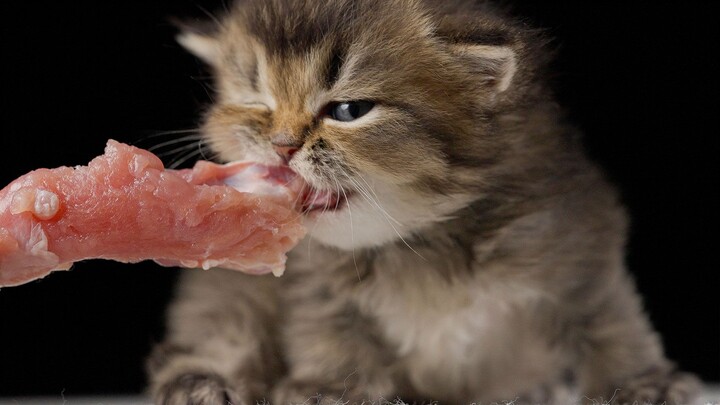 Gigitan si bayi kucing kok kuat banget, ya!