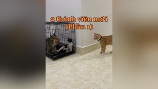 Drama gia nhập của 2 thành viên mới trong ngôi nhà chung mèo cats vitaminmèo