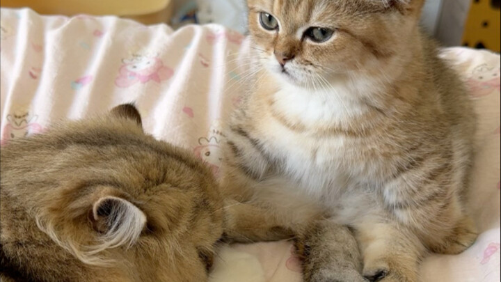 Grilled fish fillets are here, and the grilled fish fillets are mad!