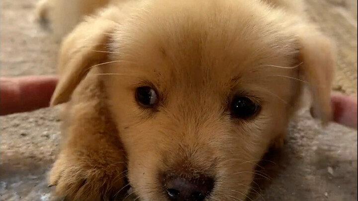 Soal Anak Anjing yang Kudapat dengan 20 Yuan, Terus-Menerus Menjilatku Sejak Pulang ke Rumah