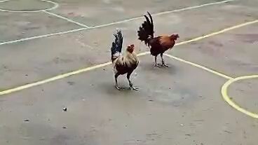 Hatch grey 5x winner