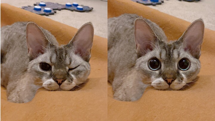 Kamu si kucing kecil, sebaiknya jangan terlalu menggemaskan!!