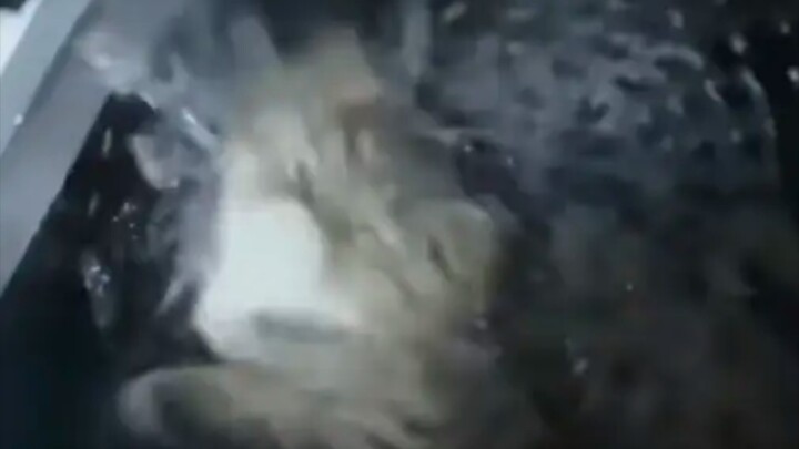 Người dạy thì mèo không biết, việc dạy thì mèo học ngay.