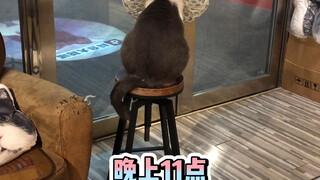 猫：实在不行我们改行吧