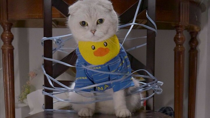 Lagipula, akulah satu-satunya yang menanggung semuanya