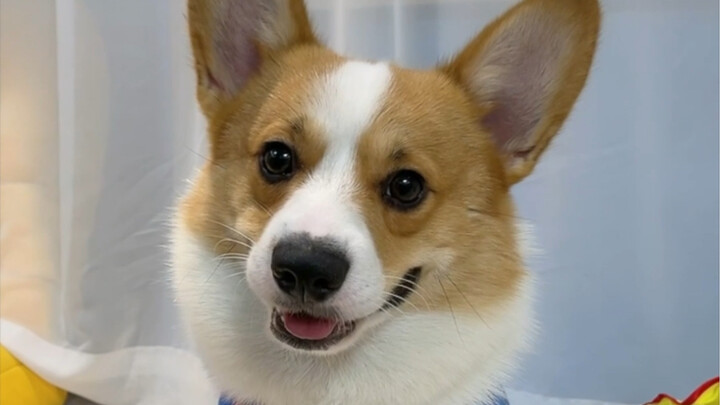 โครงการหาคู่ของโยเกิร์ตยาโอไกโด! ถึงเวลาที่ลูกจะมีแฟนแล้วนะ