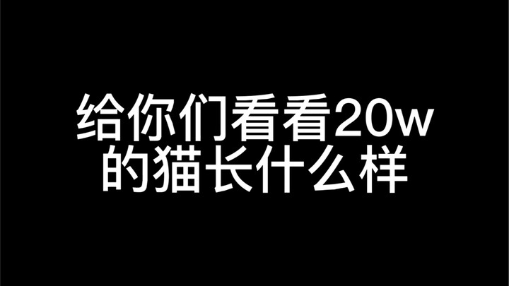 Let me show you what a cat worth 200,000 looks like.