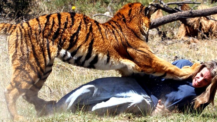 Why must a tiger that eats a human be killed? Is it really because human flesh is easily "addictive"