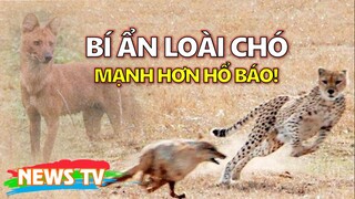 Bí ẩn về siêu chó được cho là mạnh hơn hổ báo!