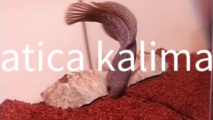 Channa Asiatica