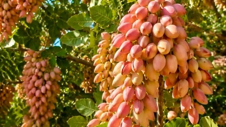 Mountain Pistachios of Badghis, Afghanistan