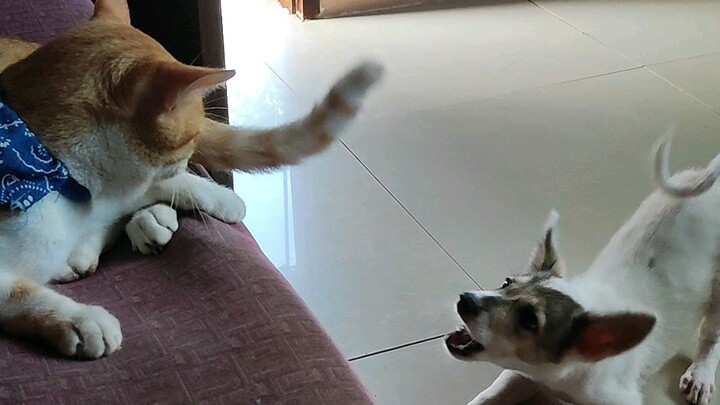 cute🥰🥰🥰🐈🐈😺😺