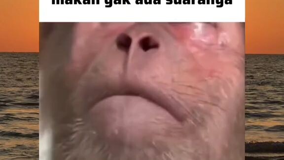 nasib