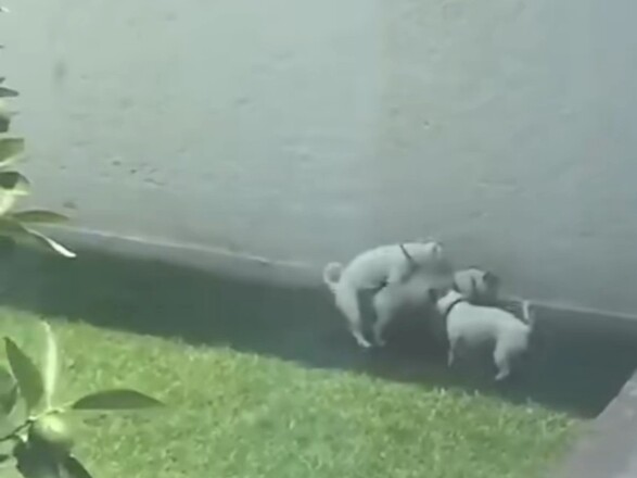 The most explosive dog video on the entire internet