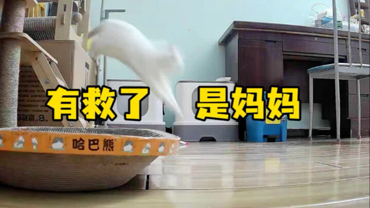 رائع، إنها أمي! لقد نجونا!