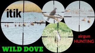 PESTCONTROL# 109 RUAK RUAK AND SPOTED DOVE SOLVE NANAMAN