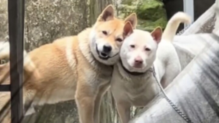 Hilarious! Turns out they’re not selling the dog—they’re letting the dog do the selling. This Fenglu