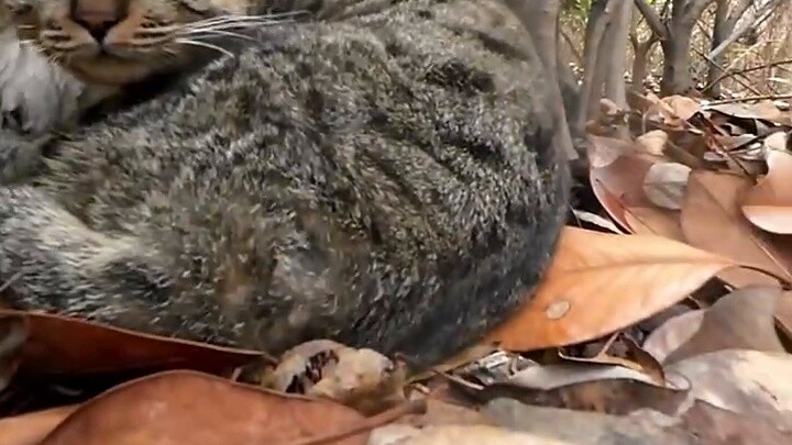 Master Meow is "inspecting the territory" today. "The kittens are doing well, and I'm very pleased!"