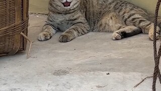 你们永远不知道农村的猫有多自由