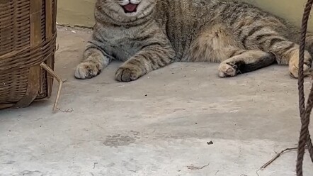 Anda tidak pernah tahu betapa bebasnya kucing di daerah pedesaan