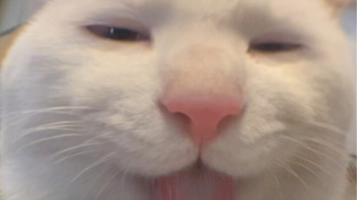 Ah meong, aku masih lebih suka yogurt