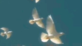 【原创国拟——荷兰】荷兰小姑娘的心里话