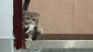 It went out to play and brought back a kitten