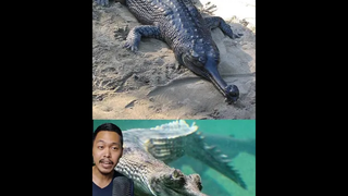 มาดูตะโขงอินเดียน่ารักตะมุตะมิกัน