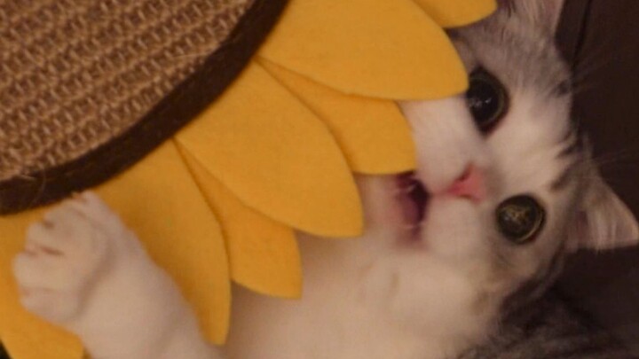 Keajaiban kedokteran! Demi membuat si kucing menggeser pantatnya, sang pemilik telah mencoba berbaga