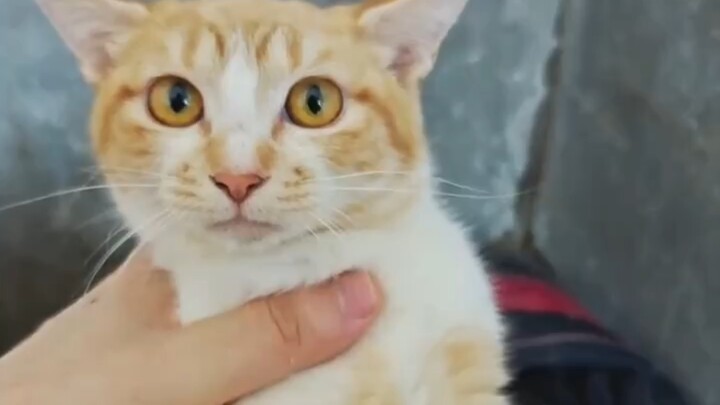 Phần này thì lắc nhẹ thôi