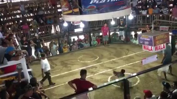 bansalan gallera 6stag derby using gilmore5ksweater cross to dome