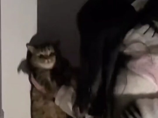 Cat: Help me! Help me!