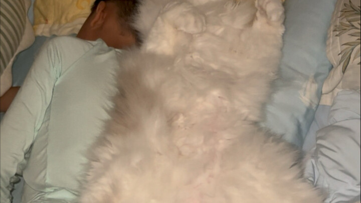 My cat stomped on me during pregnancy, and the kittens came early—leaving this cat to pay a heavy pr