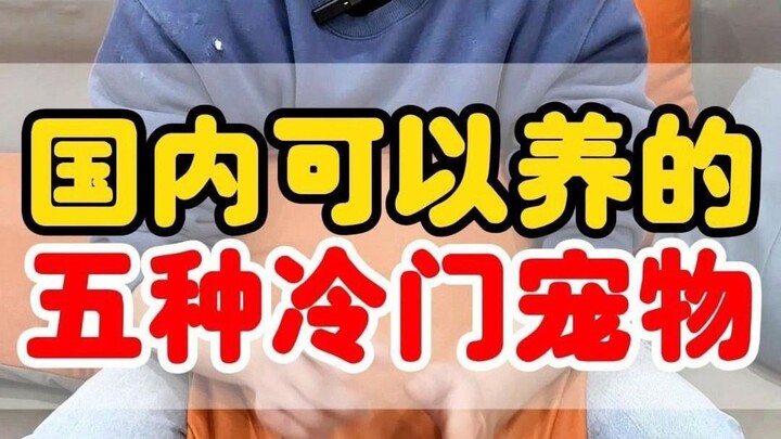 国内可以养的五种冷门宠物！