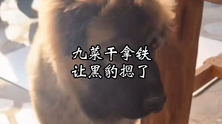 [Yu Xi Xiao Ding] Jiucainan Latte, Black Panther Approved