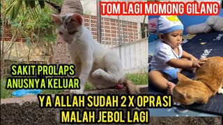 Bingung 2 x Oprasi Kucing Ini Prolapsnya Jebol Lagi..!