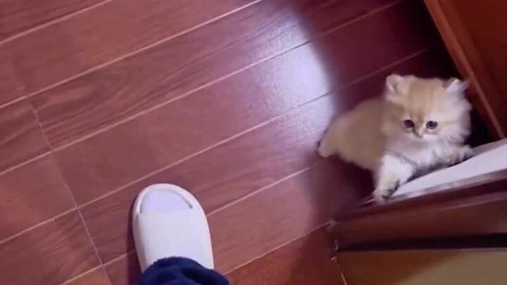 ซิ่วเมียวมีเล่ห์เหลี่ยมบ้าง แต่ไม่มากเท่าไหร่...