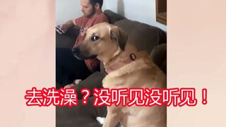 When your dog hears it's time for a bath, it chooses to pretend it can't hear...