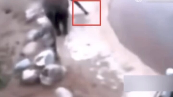 Apa yang terjadi? Apa yang dimakan gajah itu hingga membuatnya meledak? Sepertinya tidak sesederhana