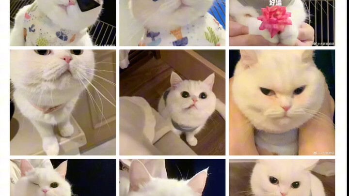 随处可见的表情包 是我们家拽子啊