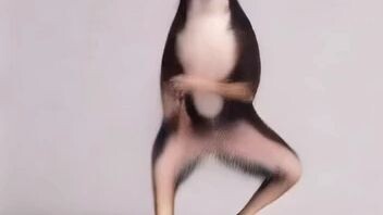 dancing dog