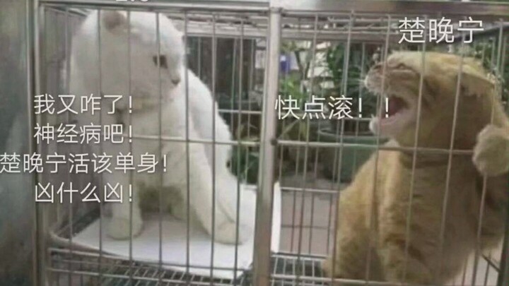 A Deep Dive into the Differences Between 0.5, 1.0, and 2.0