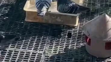 my hobbies pigeon lover