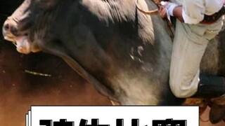 Why are bulls in bull riding competitions so aggressive?