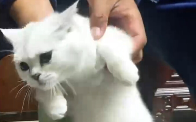 猫咪尾巴吃啥补的，有点自愧不如