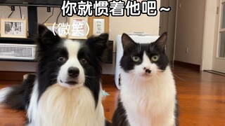 边牧到底能有多宠他的小猫咪？