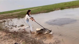 เอาสุนัข