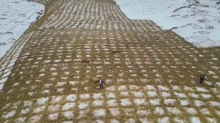 Kotak rumput yang mengejutkan, jus lima hitam yang unik.
